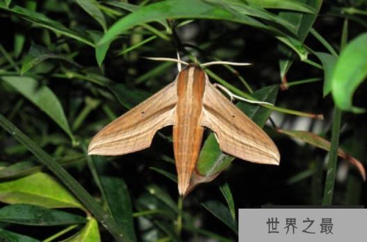 世界上十大嗅觉灵敏的动物 熊嗅觉最强(是人的5倍) 世界上十大嗅觉灵敏的动物 熊嗅觉最强(是人的5倍)