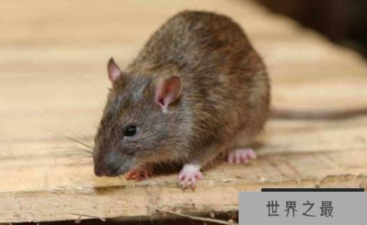 世界上十大嗅觉灵敏的动物 熊嗅觉最强(是人的5倍) 世界上十大嗅觉灵敏的动物 熊嗅觉最强(是人的5倍)