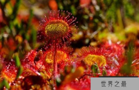 世界十大奇特植物 鬼兰浮在空中像幽灵一样(比较昂贵) 世界十大奇特植物 鬼兰浮在空中像幽灵一样(比较昂贵)