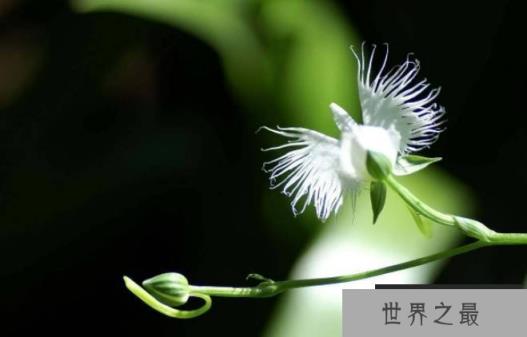 世界十大奇特植物 鬼兰浮在空中像幽灵一样(比较昂贵) 世界十大奇特植物 鬼兰浮在空中像幽灵一样(比较昂贵)