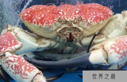 世界上最重的蟹 皇帝蟹外壳就像洗脸盆(价格昂贵)
