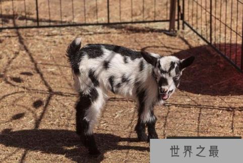 世界上最小的羊品种 尼日利亚矮脚羊体型较小(性格温顺)
