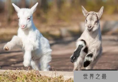 世界上最小的羊品种 尼日利亚矮脚羊体型较小(性格温顺)