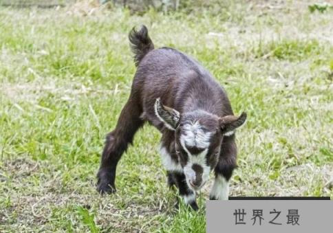 世界上最小的羊品种 尼日利亚矮脚羊体型较小(性格温顺)