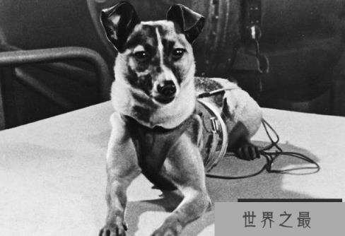世界上最孤独的狗 莱卡用来测试太空探索技术(未返回地球) 世界上最孤独的狗 莱卡用来测试太空探索技术(未返回地球)