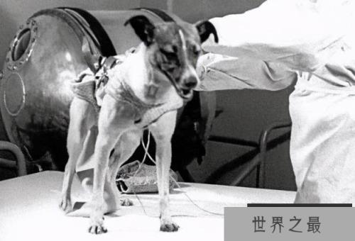 世界上最孤独的狗 莱卡用来测试太空探索技术(未返回地球) 世界上最孤独的狗 莱卡用来测试太空探索技术(未返回地球)