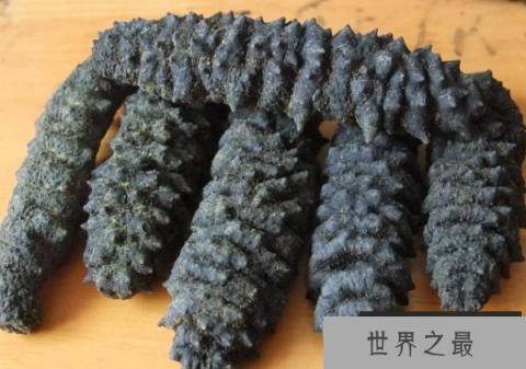 世界上个体最大海参 梅花参被称为海参之王(营养价值高) 世界上个体最大海参 梅花参被称为海参之王(营养价值高)