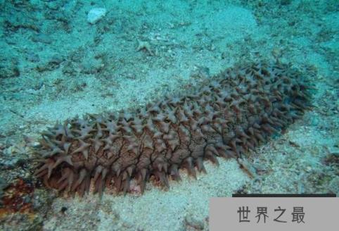 世界上个体最大海参 梅花参被称为海参之王(营养价值高) 世界上个体最大海参 梅花参被称为海参之王(营养价值高)