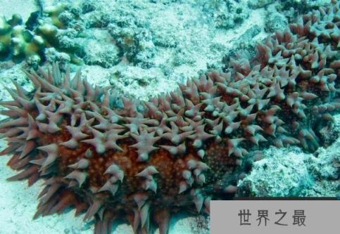 世界上个体最大海参 梅花参被称为海参之王(营养价值高) 世界上个体最大海参 梅花参被称为海参之王(营养价值高)