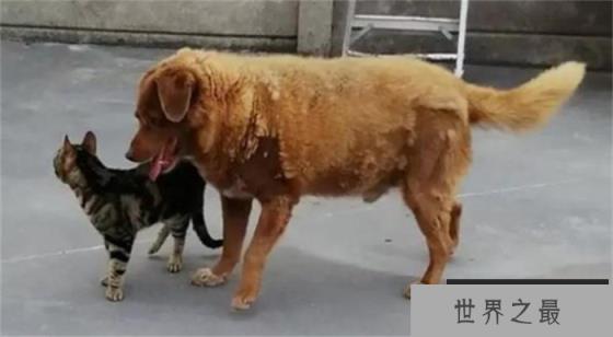 世界上寿命最长的狗 已经活了31岁(长寿狗狗) 世界上寿命最长的狗 已经活了31岁(长寿狗狗)