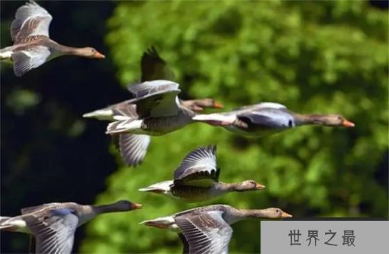 在自然界中,哪种鸟飞得最高?有何依据? 在自然界中,哪种鸟飞得最高?有何依据?