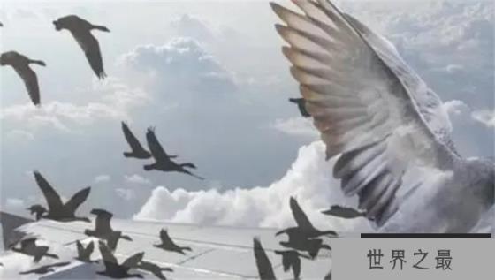 在自然界中,哪种鸟飞得最高?有何依据? 在自然界中,哪种鸟飞得最高?有何依据?