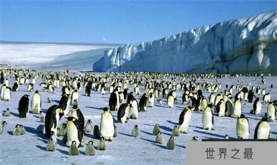 经历了冰火两重天的考验 企鹅成了世界上最抗寒的鸟类 经历了冰火两重天的考验 企鹅成了世界上最抗寒的鸟类
