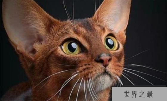 世界上最高血统的猫 阿比西尼亚猫(高贵血统) 世界上最高血统的猫 阿比西尼亚猫(高贵血统)