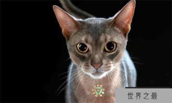世界上最高血统的猫 阿比西尼亚猫(高贵血统) 世界上最高血统的猫 阿比西尼亚猫(高贵血统)