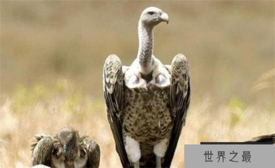 世界上飞得最高的鸟 可以飞到一万一千多米（鸟儿飞行）