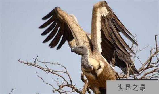 世界上飞得最高的鸟 可以飞到一万一千多米(鸟儿飞行) 世界上飞得最高的鸟 可以飞到一万一千多米(鸟儿飞行)