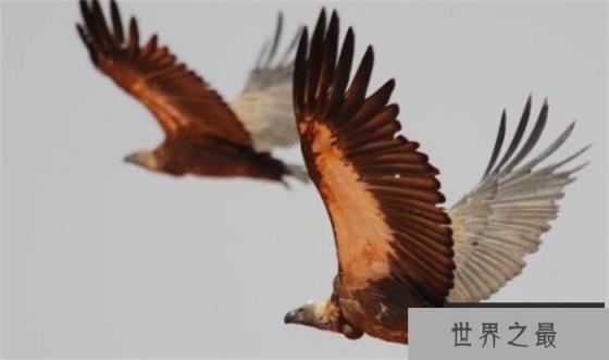 世界上飞得最高的鸟 可以飞到一万一千多米(鸟儿飞行) 世界上飞得最高的鸟 可以飞到一万一千多米(鸟儿飞行)