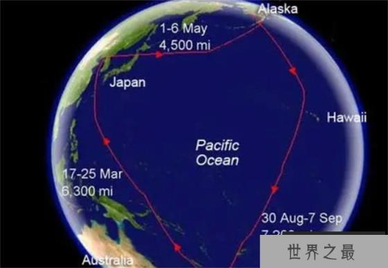 在自然界中,哪种鸟飞得最高?有何依据? 在自然界中,哪种鸟飞得最高?有何依据?