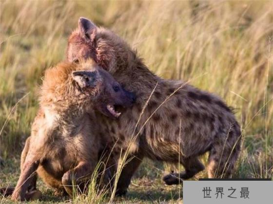 鬣狗真的是内斗最严重的群居动物吗 为什么