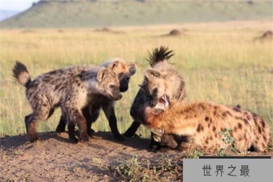 鬣狗真的是内斗最严重的群居动物吗 为什么