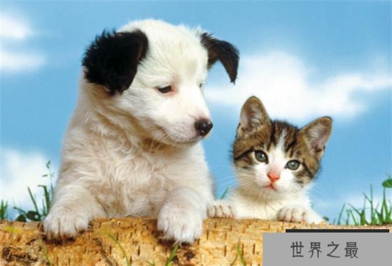 哪种宠物的智商最高 为什么 哪种宠物的智商最高 为什么