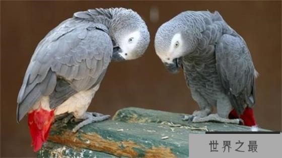 哪种宠物的智商最高 为什么 哪种宠物的智商最高 为什么