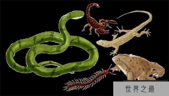 在所有的有毒动物中 谁才是最致命的“毒王” 为什么 在所有的有毒动物中 谁才是最致命的“毒王” 为什么