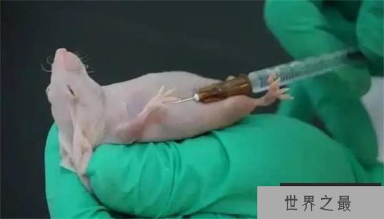 在所有的有毒动物中 谁才是最致命的“毒王” 为什么 在所有的有毒动物中 谁才是最致命的“毒王” 为什么