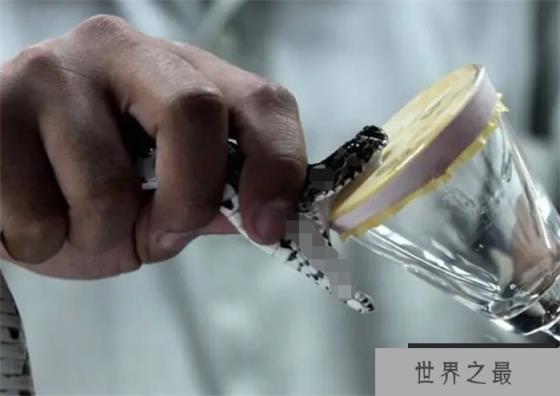 在所有的有毒动物中 谁才是最致命的“毒王” 为什么 在所有的有毒动物中 谁才是最致命的“毒王” 为什么