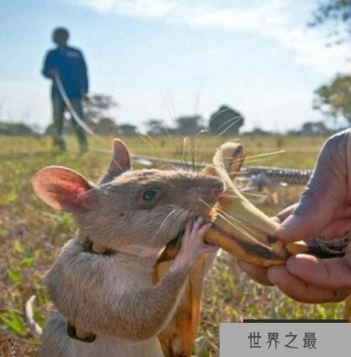 世界上最大的老鼠，居然还可以看病，被誉为英雄