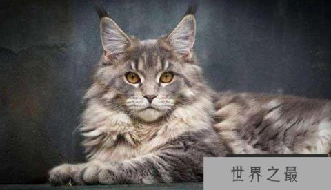 世界上最长寿的猫，露西猫活了39岁