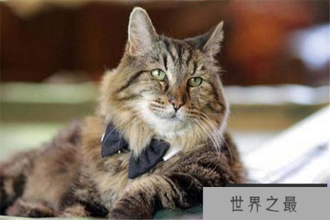 世界上最长寿的猫，露西猫活了39岁