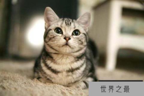 世界上最长寿的猫，露西猫活了39岁