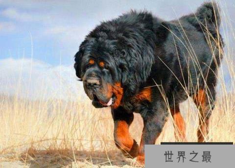 世界上最贵的十大宠物