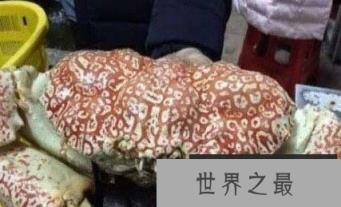 世界上最重的大闸蟹，澳洲皇帝蟹