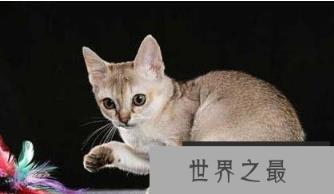 世界上最小的4种猫，看起来十分可爱
