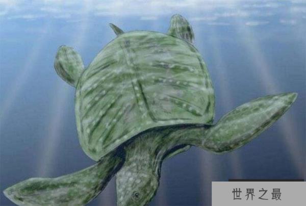 世界上最大的海龟：古巨龟