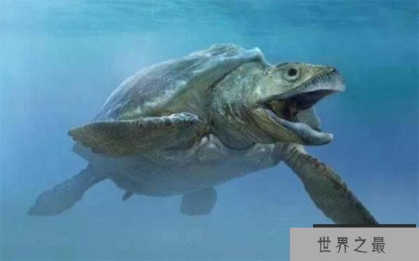 世界上最大的海龟：古巨龟