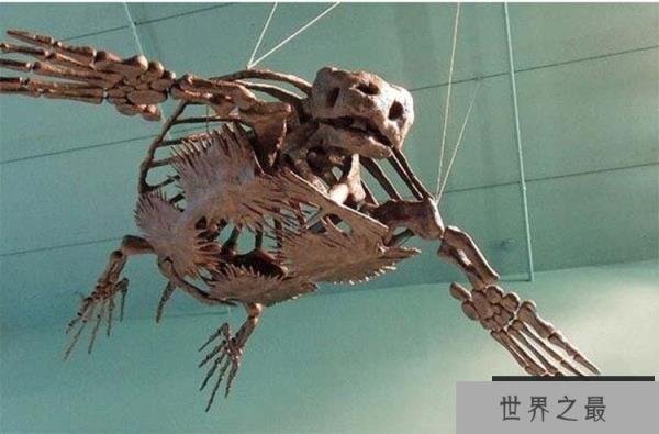 世界上最大的海龟：古巨龟