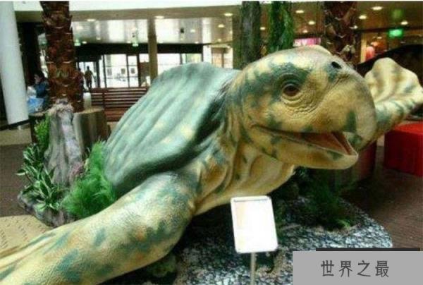 世界上最大的海龟：古巨龟