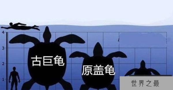世界上最大的海龟：古巨龟