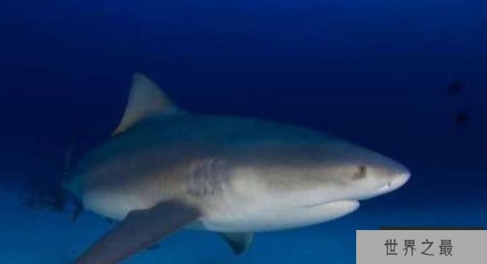 牛鲨 