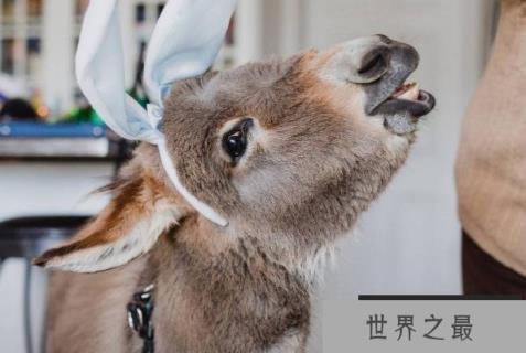 世界上最小的驴品种 迷你驴身高不到一米(性格温顺)