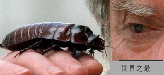 世界上最大的蟑螂，长达9厘米，可以活超过10年
