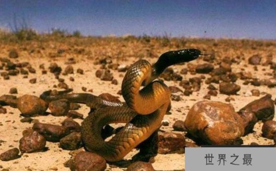 世界上十大毒蛇排行榜：银环蛇上榜