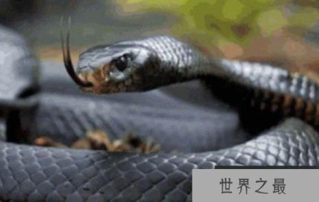 世界上速度最快的蛇,速度可以达到20公里