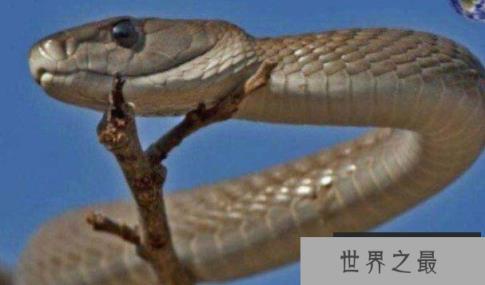世界上速度最快的蛇,速度可以达到20公里