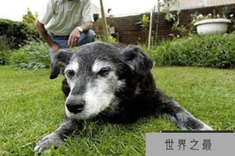世界上活得最久的狗，布卢埃活了29岁