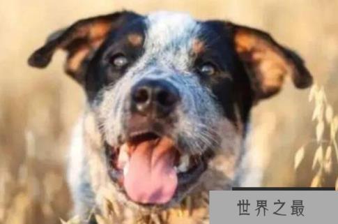世界上活得最久的狗，布卢埃活了29岁